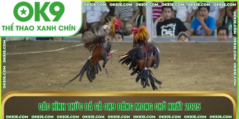 Các hình thức đá gà OK9 đáng mong chờ nhất 2025 Các hình thức đá gà OK9 đáng mong chờ nhất 2025